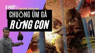 Cách làm chuồng úm gà rừng con hiệu quả không lo gà con chết || Gà Rừng Tây Bắc