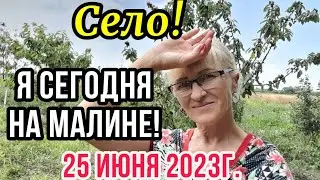 Живём в СЕЛЕ!Я сегодня на малине!Заморозила!Готовлю сырный суп!