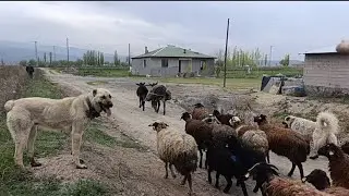 Göç belgeseli (bölüm 1) kuzuların  boyalarını ve aşılarını yaptık--kırlara yolculuk başladı 