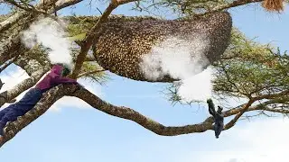 A Wild Beehive Too Much HONEY On A Tall Tree Harvesting Without Protection. Amazing😱🍯