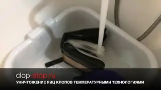 как выживают клопы после обработок СЭС?