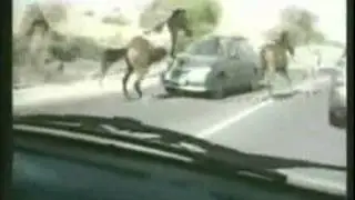 Лошади перепрыгнули через машину