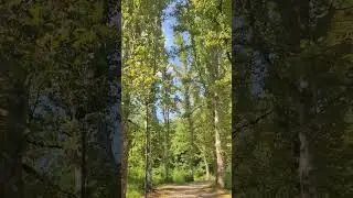 треск в лесу, природа деревья парк лес, nature