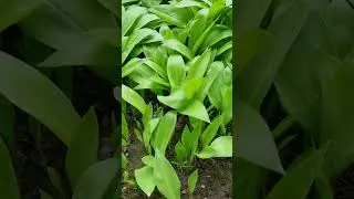 Сад и Огород! ЧЕРЕМША! Мой Сад!☀️🌱🤝
