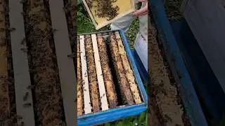 Как остановить роение.  Быстрый способ 