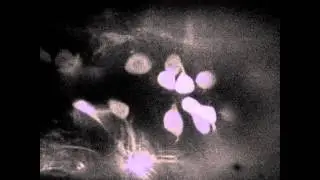 Instar Drosophila Larvae Expressing UAS-GCaMP 5.0 V3