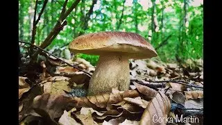 Rebozuelos y Reticulados 2018 parte 1