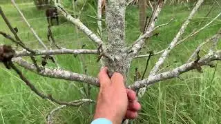 Dorsett apple tree killed by dry conditions