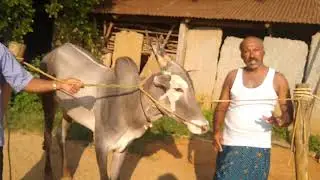 Farmer Manjanna with 3 Hallikar Stud BULL in Chikka Belavi, Belavi Hobli, Tumkur Taluk and District