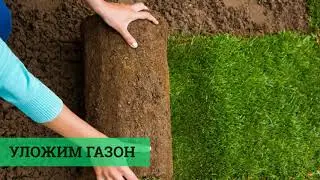 Купить рулонный газон в Киеве с укладкой под ключ / Экомир