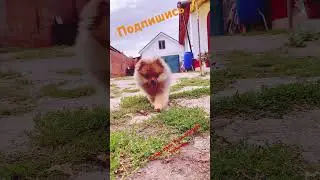 Пилота #милота #позитив #приятная_музыка #шпиц #собака