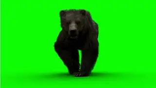 real bear 4k green screen videos | bear green screen