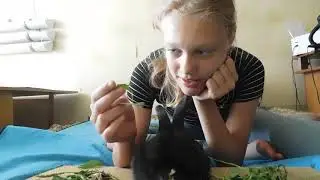 Какую траву ест кролик Пушистик