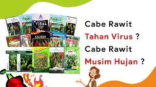 15 Benih Cabe Rawit - Dataran Rendah - Musim Hujan Terbaik