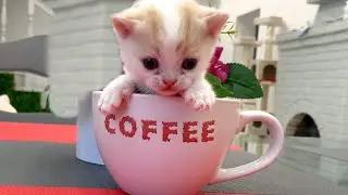 Котенок в чашке #shorts