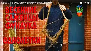 ОДНОЛЕТНИЕ САЖЕНЦЫ ФУНДУКА | САД ка бизнес
