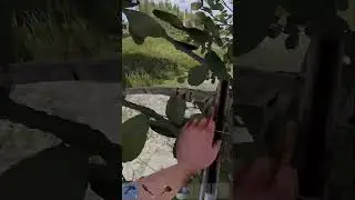 Legendary Crossbow RUST twitch.tv/tessaa999 #rust #раст #rustpvp #rustclips #rustshorts #rustgame