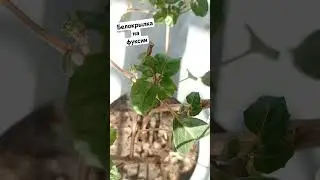 Белокрылка на фуксии. 