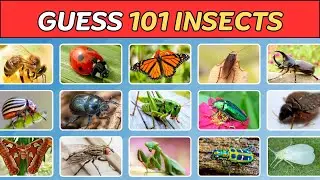 Guess The Insect 🐞🦋 | Can You Guess 101 Insects in 7 Seconds?