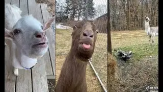 Crazy goats goating and screaming