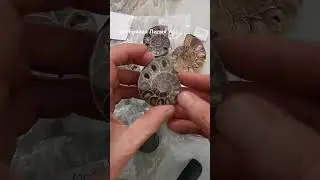 Аммониты Минералы Окаменелости Натуральные камни 