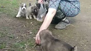 БАНДА / Собаки АЛАБАИ