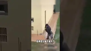 【搞笑动物配音】65，这雨咋越下越大啊我不等你们了！