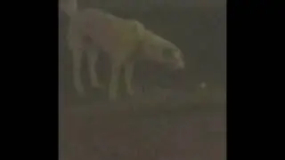 Feeding A Hungry Indian Poor Street Dog