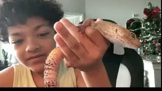 the sad story of the gecko