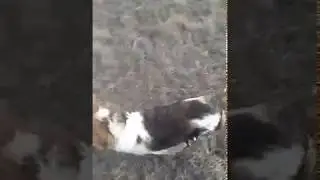 Охотник и охотничья собака