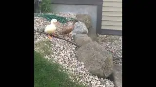 Domestic duck flight training and conditioning