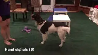 Princeton's Intermediate Trick Dog Video