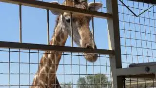 South Africa lion and safari park feeding the 1st giraffe.🦒