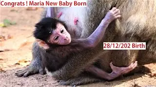 28/12/20 Congrats ! Monkey Maria in Amari troops give birth New baby today