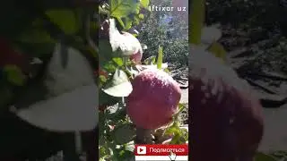 olma.яблока