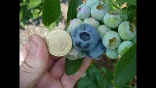 голубика Чандлер не перестает удивлять!  blueberries chandler giant berries !