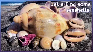 Magnificent Volute & Lynx Cowrie | Finding Seashells at Low Tide #shelling #shells