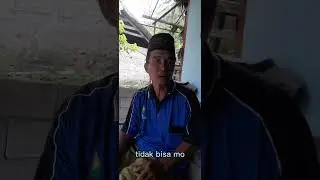 sa'at Harga beras Naik dan kebun jagung di makan sapi 