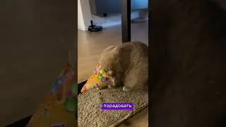 День рождения нашего кота
