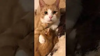 Братаны ✊🐾😹❤️ #котовлог #catlover #funnycats