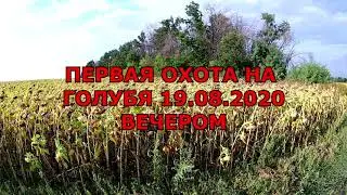 Охота на вяхиря  Первый выход 2020