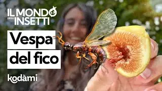 Ma davvero c'è un insetto nei fichi che mangiamo? La verità sulla 