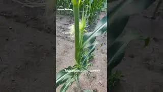 Кукурузузное поле