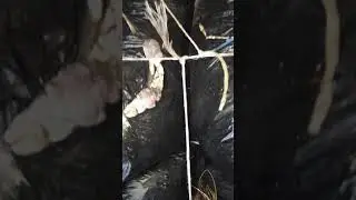 начало процесса !                       пошли поимордии.