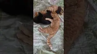 Котовое побоище. #коты #ржака #драка #котики
