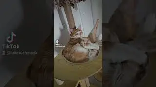 Не хочу работать!