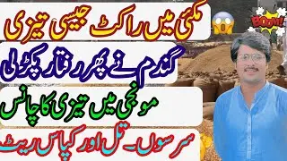 Maki ma bhot bari tazi ||punjab ghala mandi today rate ||gundam aj ka rate