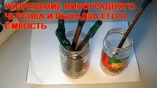 УКОРЕНЕНИЕ ВИНОГРАДНОГО ЧЕРЕНКА И ВЫСАДКА ЕГО В ЁМКОСТЬ