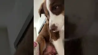 THE MILLISECOND MY ALARM GOES OFF #puppy #dog #cute #viral #trending #fail #dogfail #bestfriend