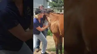Ewe necked horses teaching them to neck telescope